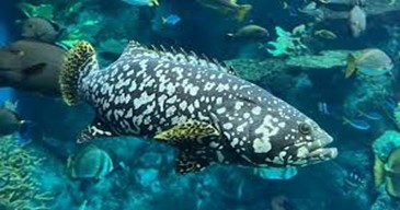 grouper